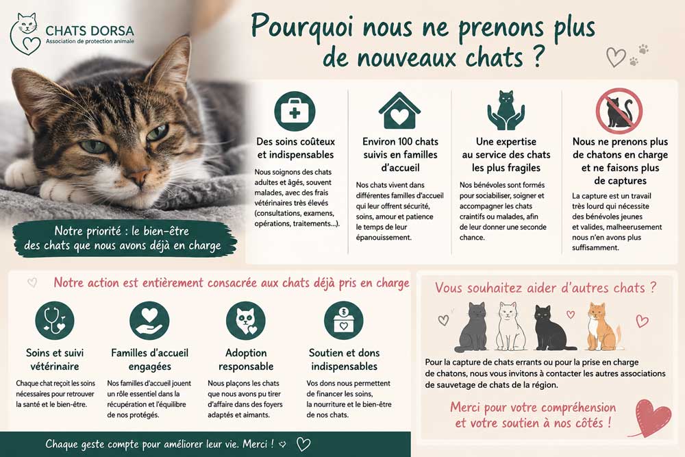 sauvetage chat