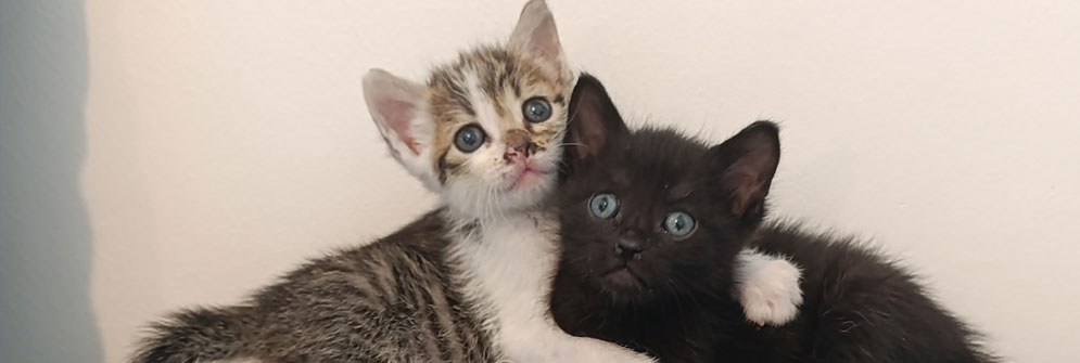 adoption chat toulouse