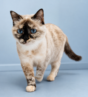 adoption-chat-toulouse-boulette-052026