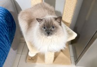 adoption-chat-toulouse-oural-052026-1