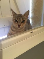 sybelle-chat-toulouse