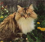 Chat Perdu p