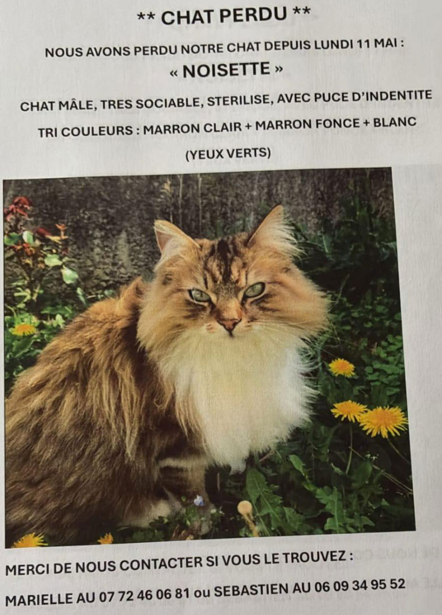 chat perdu