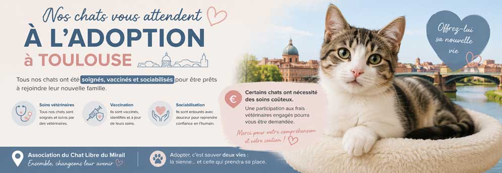adoption chat toulouse