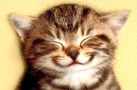 chat heureux pour un don