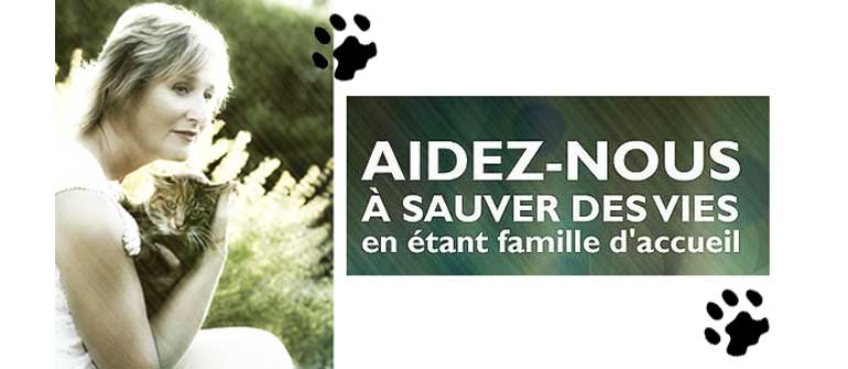 devenir famille d accueil chat toulouse