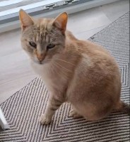 adoption-chat-toulouse--griset-2