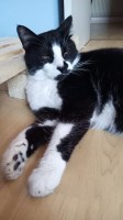 chat-adoption-toulouse--figaro-06-2026-2