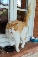 chat-adoption-toulouse--guimauve-06-2026-2